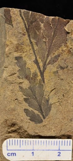 Sectilopteris latiloba