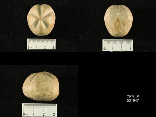 Hemiaster calvini