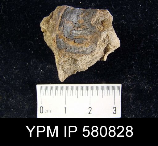 undet. Linguloidea