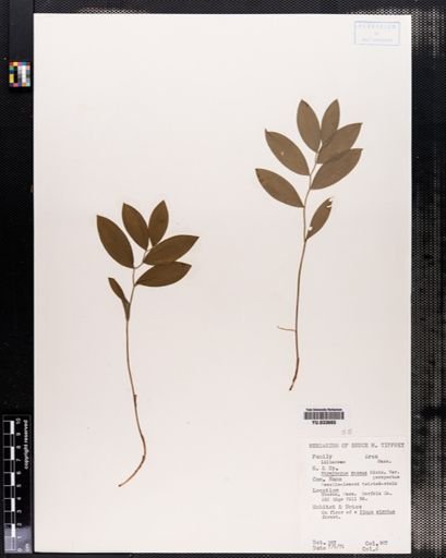 Streptopus roseus