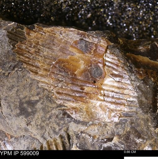 Hoploscaphites sp.