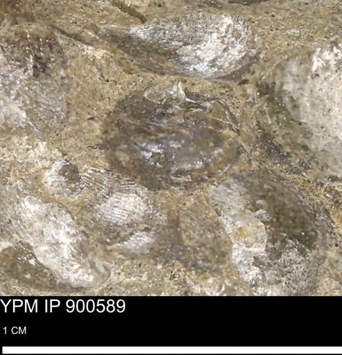 Anomia gryphorhyncha