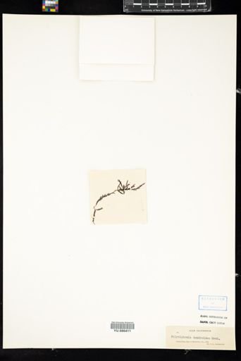 Polysiphonia dendroidea
