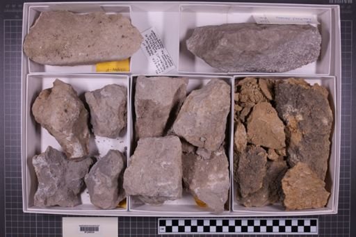 mixed taxa, stratigraphic collection