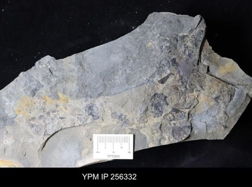 Eurypterida