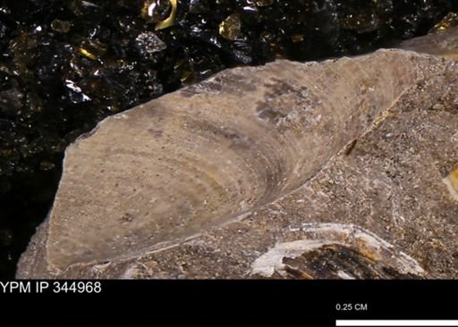 Limopsis striatopunctatus