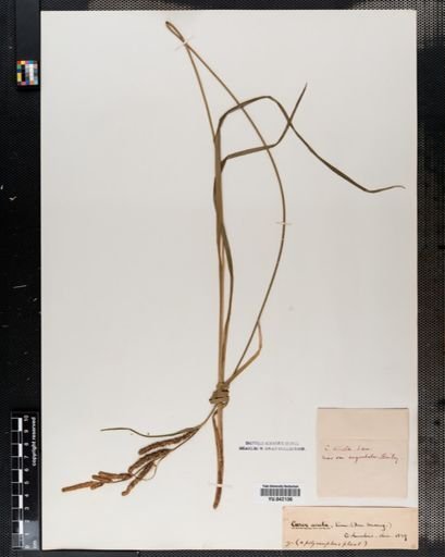 Carex stricta