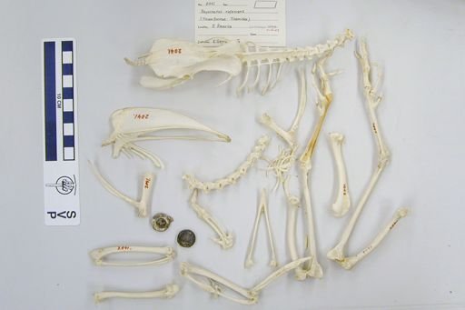 Rhynchotus rufescens