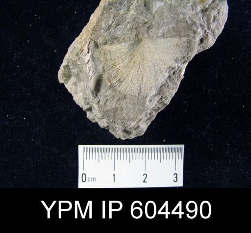 undet. Brachiopoda
