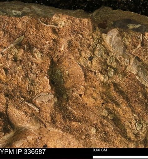 undet. Mollusca
