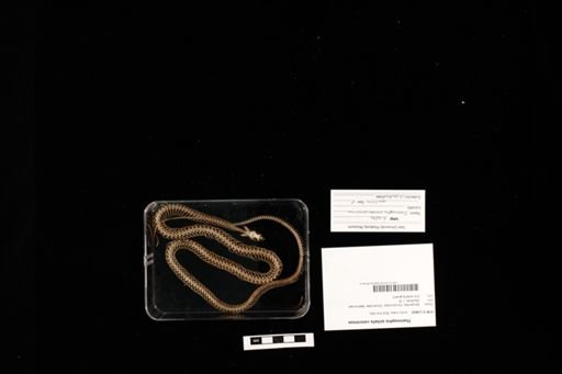 Thamnophis sirtalis concinnus
