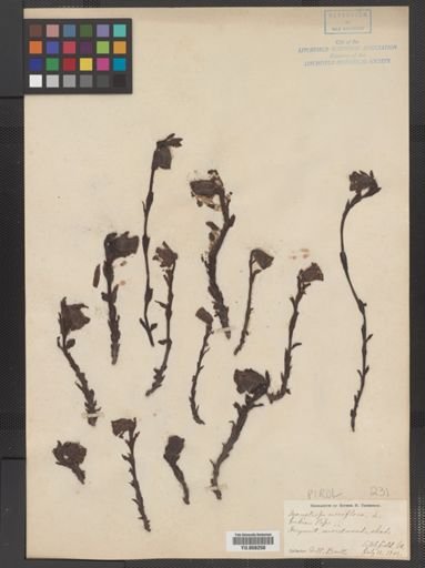 Monotropa uniflora