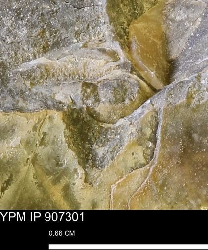 undet. Mollusca