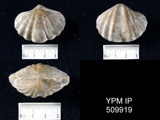undet. Spiriferinida