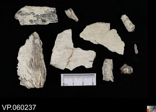 undet. Actinopterygii