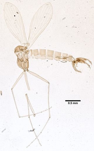 Lutzomyia calcarata