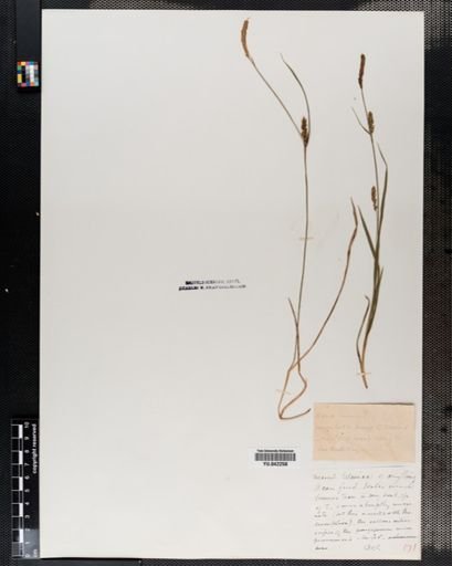 Carex tetanica