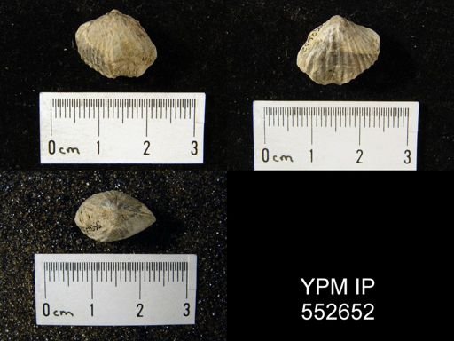 Anoplotheca plicatula