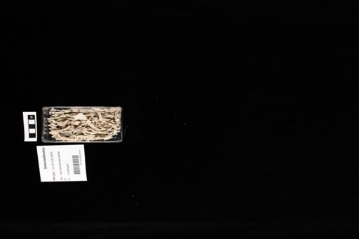 Varanus exanthematicus