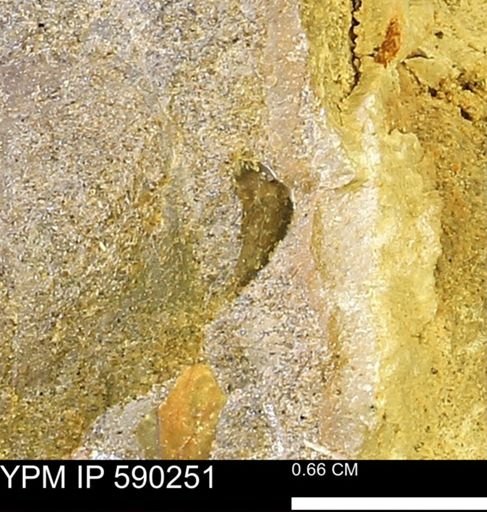 undet. Mollusca