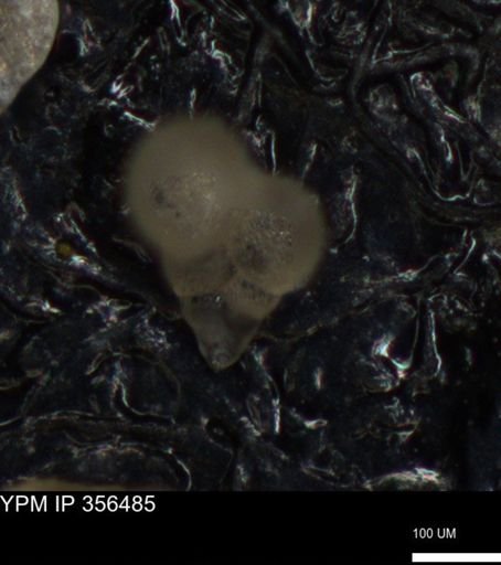 undet. Foraminiferida