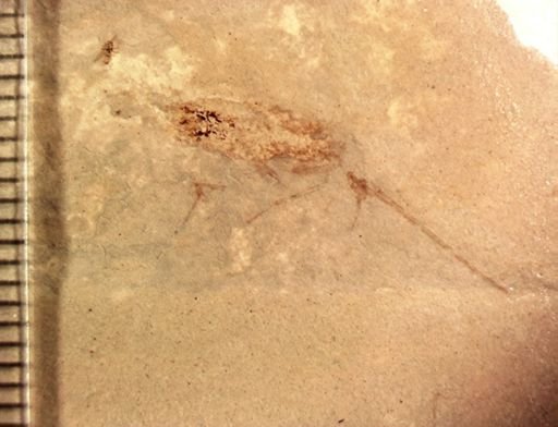 undet. Blattodea