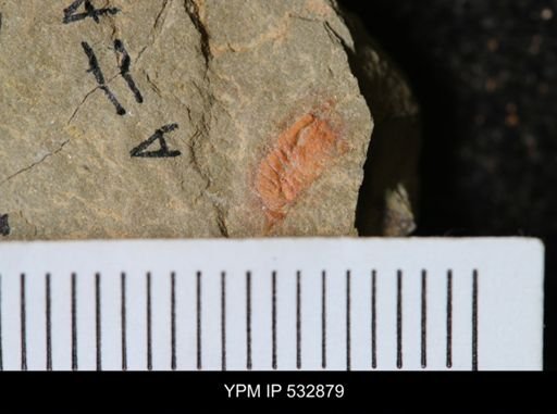 undet. Synziphosurina