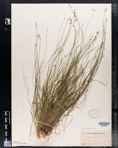 Carex scirpoidea