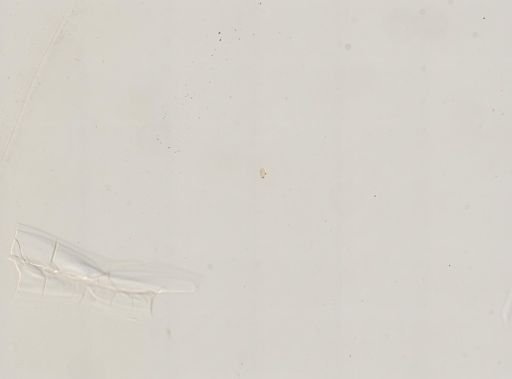 Paramecium