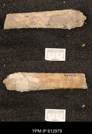 Baculites