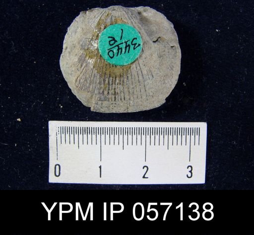 Orthostrophia strophomenoides