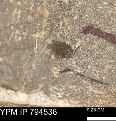 Protocardia subquadrata
