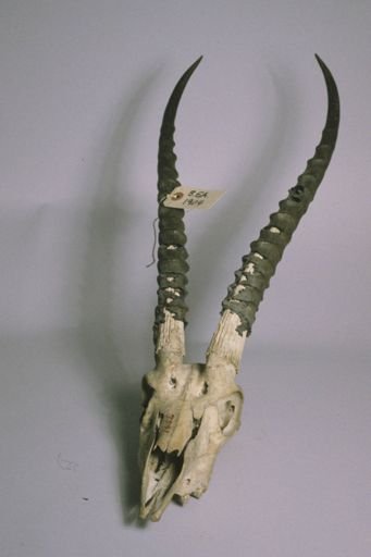 Gazella