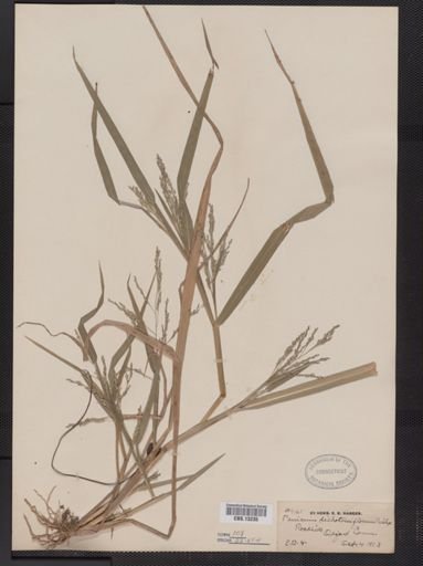 Panicum dichotomiflorum