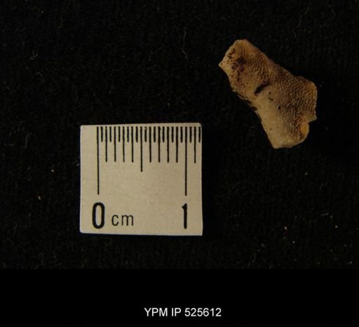 undet. Bryozoa