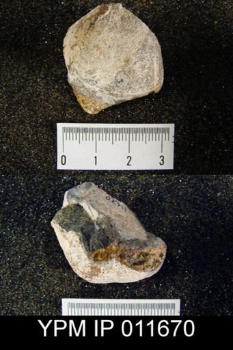 Waagenoconcha montpelierensis