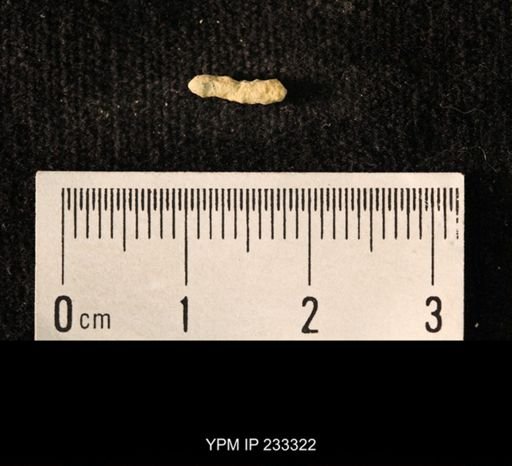 Archaeocidaris sp.