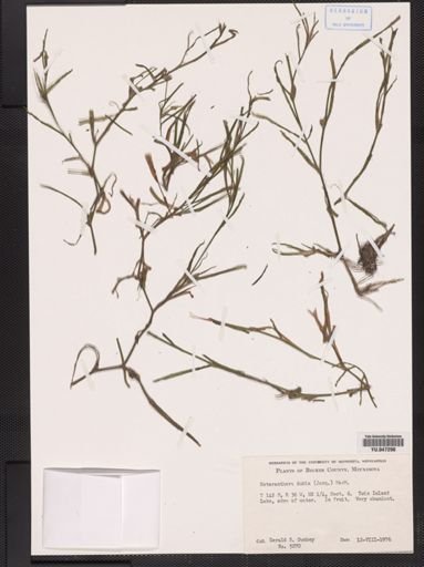 Heteranthera dubia