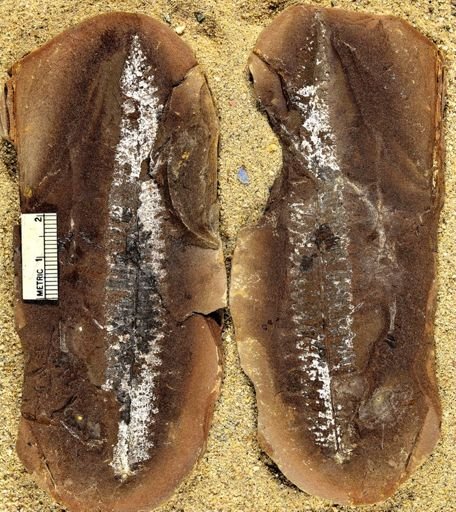 Pecopteris