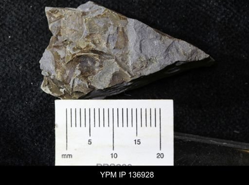 Ctenocephalus maltheus