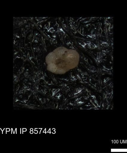 undet. Foraminiferida