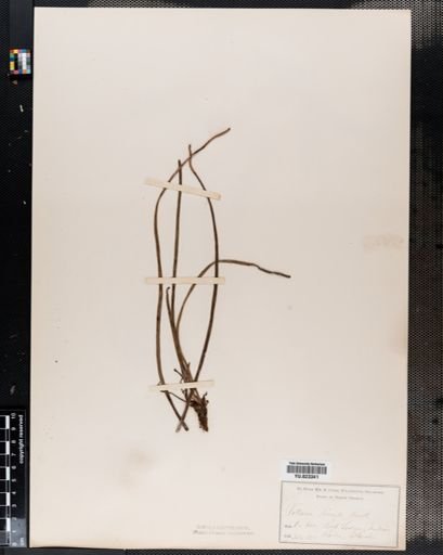 Vittaria