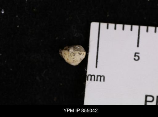 Protocardia sp.