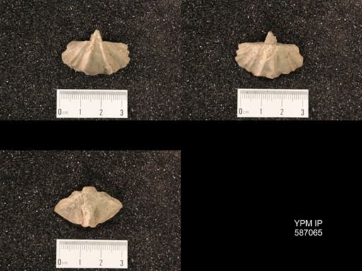 Eospirifer nobilis