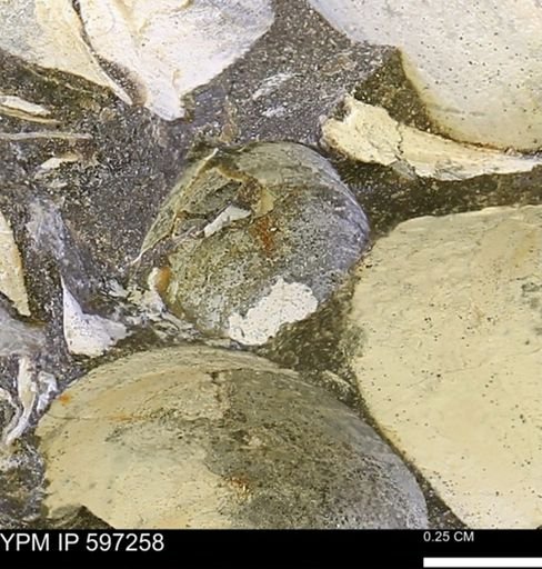 Limopsis striatopunctatus
