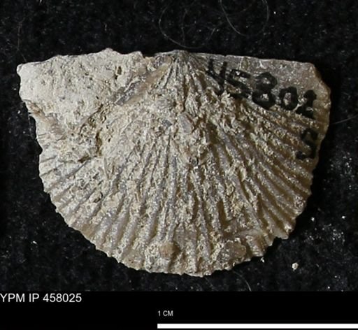 Strophodonta sp.