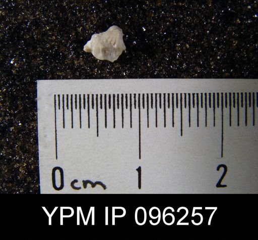 undet. Rhynchonellida