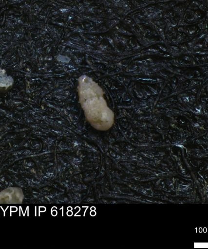 undet. Foraminiferida