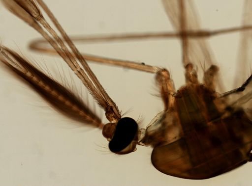 Anopheles