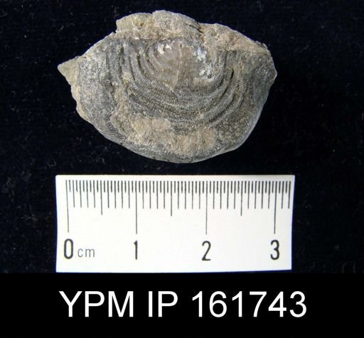 Leptaena rhomboidalis